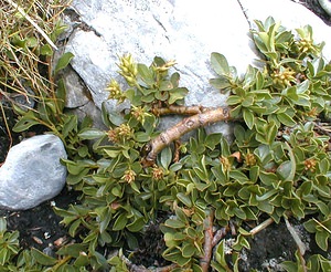 Salix retusa (Salicaceae)  - Saule tronqué, Saule à feuilles émoussées, Saule à feuilles tronquées Haute-Savoie [France] 20/07/2000 - 2430m