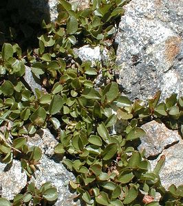 Salix retusa (Salicaceae)  - Saule tronqué, Saule à feuilles émoussées, Saule à feuilles tronquées Hautes-Alpes [France] 27/07/2000 - 3150m