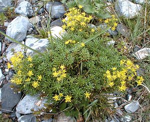 Saxifraga aizoides (Saxifragaceae)  - Saxifrage faux aizoon, Saxifrage cilié, Faux aizoon - Yellow Saxifrage Savoie [France] 25/07/2000 - 2000m