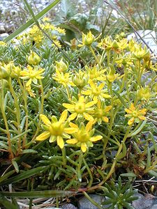Saxifraga aizoides (Saxifragaceae)  - Saxifrage faux aizoon, Saxifrage cilié, Faux aizoon - Yellow Saxifrage Savoie [France] 25/07/2000 - 2000m