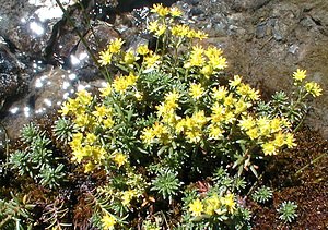 Saxifraga aizoides (Saxifragaceae)  - Saxifrage faux aizoon, Saxifrage cilié, Faux aizoon - Yellow Saxifrage Savoie [France] 31/07/2000 - 2000m