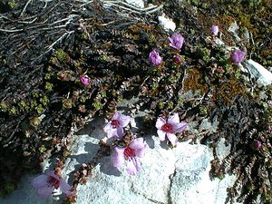 Saxifraga oppositifolia (Saxifragaceae)  - Saxifrage à feuilles opposées, Saxifrage glanduleuse - Purple Saxifrage Haute-Savoie [France] 20/07/2000 - 2430m