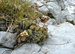 Saxifraga paniculata (Saxifragaceae)  - Saxifrage paniculée, Saxifrage aizoon - Livelong Saxifrage Haute-Savoie [France] 20/07/2000 - 2430m