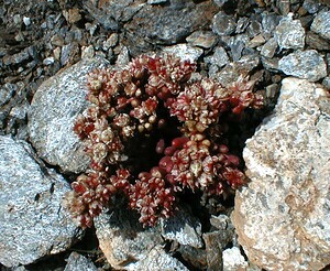 Sedum atratum subsp. atratum (Crassulaceae)  - Orpin noirâtre Savoie [France] 24/07/2000 - 2750m