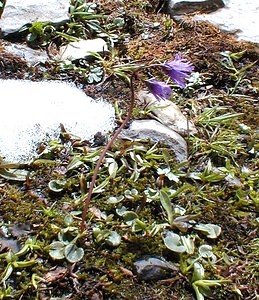 Soldanella alpina (Primulaceae)  - Soldanelle des Alpes Haute-Savoie [France] 20/07/2000 - 2430m