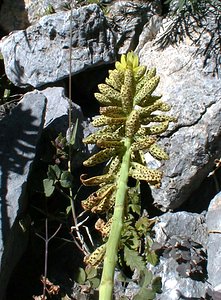 Uromyces pisi (Pucciniaceae)  Savoie [France] 31/07/2000 - 2000msur euphorbia cyparissias dont il est un parasite commun