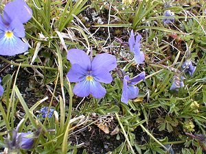 Viola valderia (Violaceae)  - Violette de Valderi, Pensée de Valderi Savoie [France] 24/07/2000 - 2750m