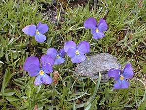 Viola valderia (Violaceae)  - Violette de Valderi, Pensée de Valderi Savoie [France] 24/07/2000 - 2310m