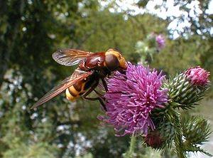 Volucella zonaria (Syrphidae)  - Volucelle zonée Jura [France] 16/07/2000 - 180msouvent prise pour un frelon