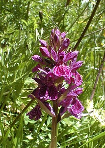 Dactylorhiza majalis (Orchidaceae)  - Dactylorhize de mai - Western Marsh-orchid Savoie [France] 01/08/2000 - 1940m