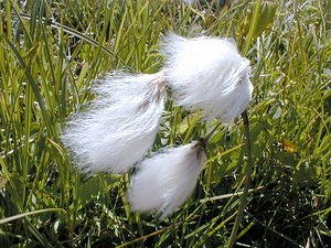 Eriophorum angustifolium (Cyperaceae)  - Linaigrette à feuilles étroites, Linaigrette à épis nombreux - Common Cottongrass Savoie [France] 01/08/2000 - 1940m