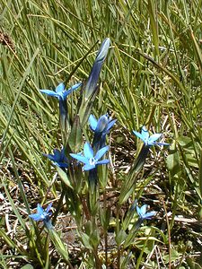 Gentiana nivalis (Gentianaceae)  - Gentiane des neiges - Alpine Gentian Savoie [France] 01/08/2000 - 1940m