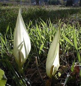 Arum italicum (Araceae)  - Gouet d'Italie, Pied-de-veau, Arum dItalie - Italian Lords-and-Ladies Gard [France] 16/04/2001 - 140m