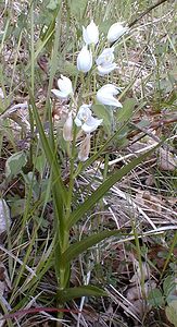 Cephalanthera longifolia (Orchidaceae)  - Céphalanthère à feuilles longues, Céphalanthère à longues feuilles, Céphalanthère à feuilles en épée - Narrow-leaved Helleborine Ardeche [France] 23/04/2001 - 170m