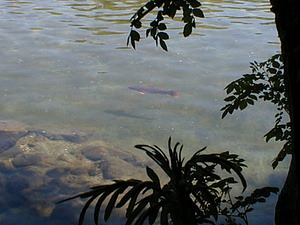 Cyprinus carpio (Cyprinidae)  - Carpe commune - Common carp Gard [France] 27/04/2001 - 140mCarpes Koi ?chapp?es d'un parc et prolif?rant dans une rivi?re