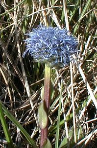 Globularia bisnagarica (Plantaginaceae)  - Globulaire ponctuée, Globulaire de Willkomm, Globulaire de Bisnagar Herault [France] 20/04/2001 - 200m