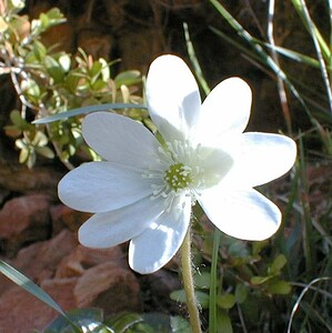 Hepatica nobilis (Ranunculaceae)  - Hépatique à trois lobes, Hépatique noble, Anémone hépatique - Liverleaf Lozere [France] 28/04/2001 - 460m