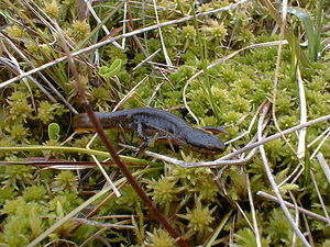 Lissotriton helveticus (Salamandridae)  - Triton palmé - Palmate Newt Lozere [France] 29/04/2001 - 1210m