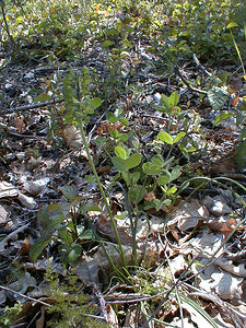 Muscari comosum (Asparagaceae)  - Muscari chevelu, Muscari à toupet, Muscari chevelu, Muscari à toupet - Tassel Hyacinth Gard [France] 17/04/2001 - 360m