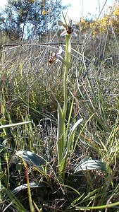 Ophrys scolopax (Orchidaceae)  - Ophrys bécasse Herault [France] 20/04/2001 - 200m