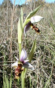 Ophrys scolopax (Orchidaceae)  - Ophrys bécasse Herault [France] 20/04/2001 - 200m