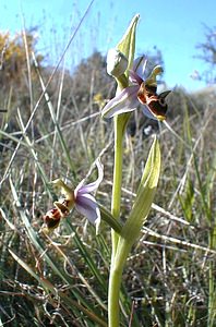 Ophrys scolopax (Orchidaceae)  - Ophrys bécasse Herault [France] 20/04/2001 - 200m