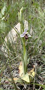 Ophrys scolopax (Orchidaceae)  - Ophrys bécasse Ardeche [France] 24/04/2001 - 270m