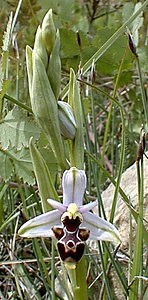 Ophrys scolopax (Orchidaceae)  - Ophrys bécasse Ardeche [France] 24/04/2001 - 270m