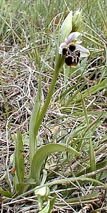 Ophrys scolopax (Orchidaceae)  - Ophrys bécasse Ardeche [France] 24/04/2001 - 270m