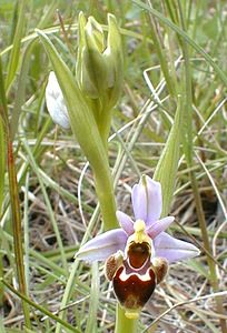 Ophrys scolopax (Orchidaceae)  - Ophrys bécasse Ardeche [France] 24/04/2001 - 270m