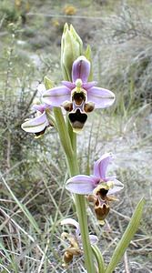 Ophrys scolopax (Orchidaceae)  - Ophrys bécasse Ardeche [France] 24/04/2001 - 270m