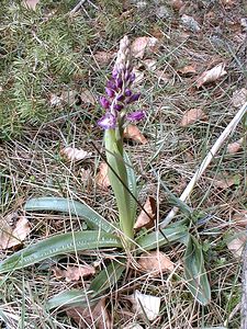 Orchis mascula (Orchidaceae)  - Orchis mâle - Early-purple Orchid Lozere [France] 16/04/2001 - 1020m