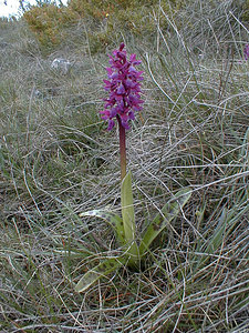 Orchis mascula (Orchidaceae)  - Orchis mâle - Early-purple Orchid Gard [France] 27/04/2001 - 660m