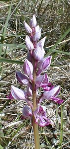 Orchis militaris (Orchidaceae)  - Orchis militaire, Casque militaire, Orchis casqué - Military Orchid Gard [France] 22/04/2001 - 180m