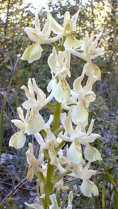 Orchis provincialis (Orchidaceae)  - Orchis de Provence Gard [France] 17/04/2001 - 360m