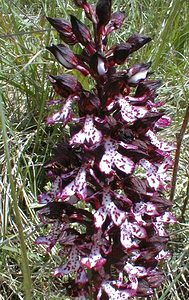 Orchis purpurea (Orchidaceae)  - Orchis pourpre, Grivollée, Orchis casque, Orchis brun - Lady Orchid Gard [France] 21/04/2001 - 260m