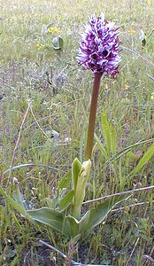 Orchis simia (Orchidaceae)  - Orchis singe - Monkey Orchid Gard [France] 27/04/2001 - 470m