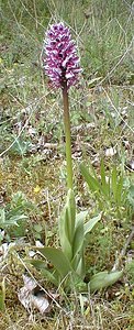 Orchis simia (Orchidaceae)  - Orchis singe - Monkey Orchid Gard [France] 28/04/2001 - 470m