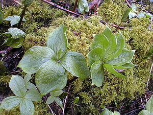 Paris quadrifolia (Melanthiaceae)  - Parisette à quatre feuilles, Étrangle-loup - Herb-Paris Pas-de-Calais [France] 07/04/2001 - 150m