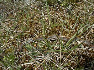 Thaumetopoea pityocampa (Notodontidae)  - Processionnaire du Pin - Pine Processionary Herault [France] 28/04/2001 - 720m