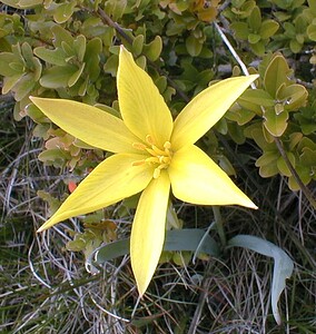 Tulipa sylvestris subsp. australis (Liliaceae)  - Tulipe australe, Tulipe des Alpes, Tulipe du Midi Gard [France] 27/04/2001 - 660m