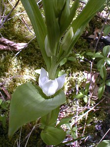 Cephalanthera damasonium (Orchidaceae)  - Céphalanthère à grandes fleurs, Céphalanthère pâle, Céphalanthère blanche, Elléborine blanche - White Helleborine Aisne [France] 12/05/2001 - 120m