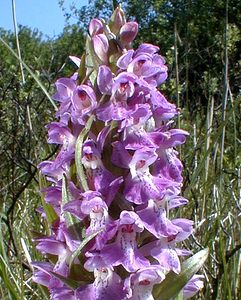 Dactylorhiza praetermissa (Orchidaceae)  - Dactylorhize négligé, Orchis négligé, Orchis oublié - Southern Marsh-orchid Nord [France] 24/05/2001