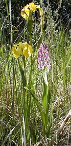 Dactylorhiza x wintonii (Orchidaceae)  - Dactylorhize de Winton, Orchis de WintonDactylorhiza incarnata subsp. incarnata x Dactylorhiza praetermissa subsp. praetermissa. Nord [France] 24/05/2001