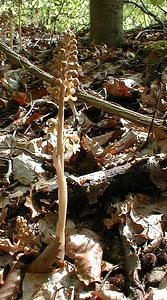 Neottia nidus-avis (Orchidaceae)  - Néottie nid-d'oiseau, Herbe aux vers - Bird's-nest Orchid Oise [France] 05/05/2001 - 100m