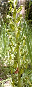 Neottia ovata (Orchidaceae)  - Néottie ovale, Grande Listère, Double-feuille, Listère à feuilles ovales, Listère ovale - Common Twayblade Nord [France] 24/05/2001