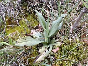 Ophrys apifera (Orchidaceae)  - Ophrys abeille - Bee Orchid Aisne [France] 05/05/2001 - 120m