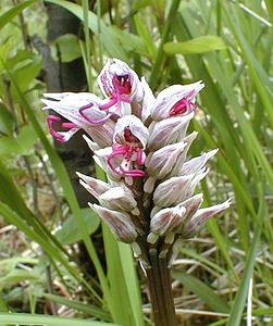 Orchis simia (Orchidaceae)  - Orchis singe - Monkey Orchid Oise [France] 05/05/2001 - 70m