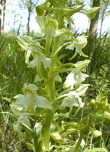 Platanthera chlorantha (Orchidaceae)  - Platanthère à fleurs verdâtres, Orchis vert, Orchis verdâtre, Plalatanthère des montagnes, Platanthère verdâtre - Greater Butterfly-orchid Nord [France] 24/05/2001