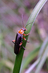 Cantharis pellucida (Cantharidae)  Nord [France] 24/06/2001 - 180m
